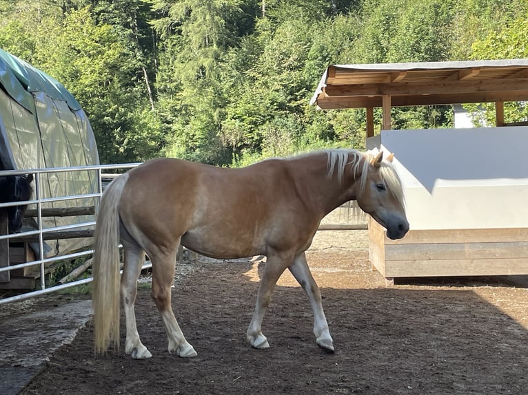 Haflinger Merrie 10 Jaar 148 cm in Fuschl am See