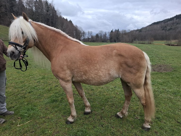 Haflinger Merrie 10 Jaar 148 cm Vos in Aichstetten