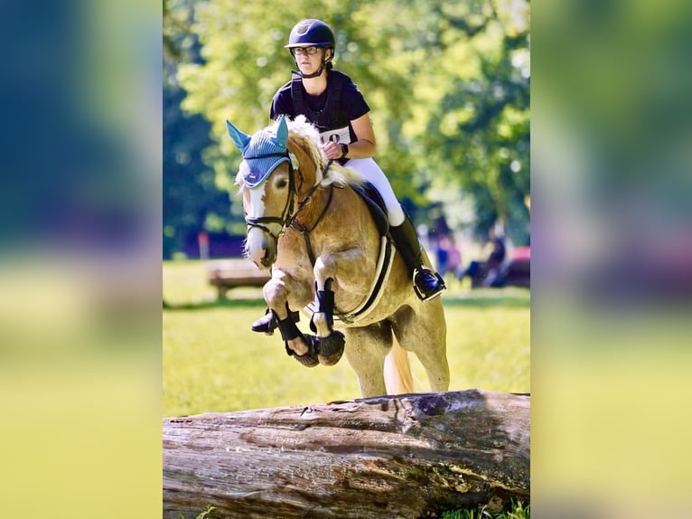 Haflinger Merrie 10 Jaar 148 cm Vos in Pelmberg