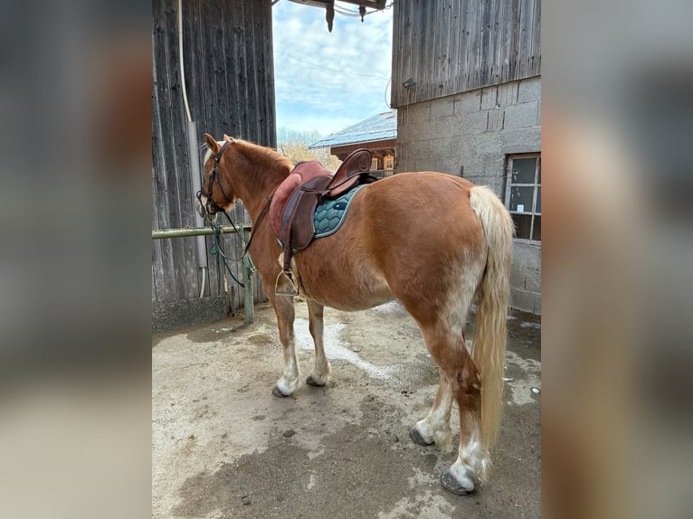 Haflinger Mix Merrie 10 Jaar 148 cm Vos in Warngau