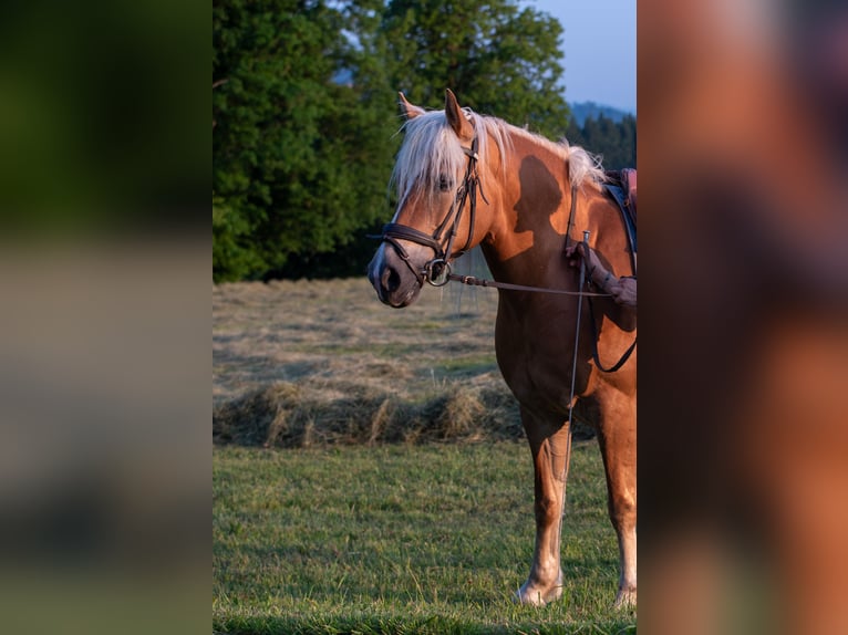 Haflinger Mix Merrie 10 Jaar 148 cm Vos in Warngau