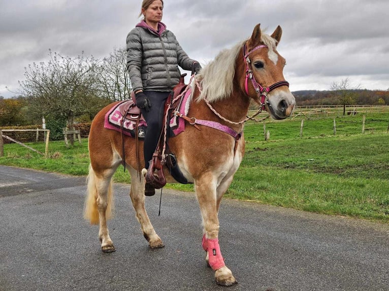 Haflinger Merrie 10 Jaar 150 cm Vos in Linkenbach