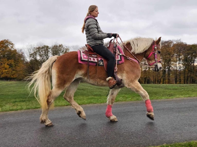 Haflinger Merrie 10 Jaar 150 cm Vos in Linkenbach