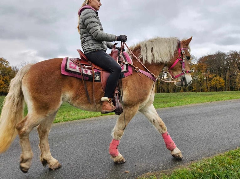 Haflinger Merrie 10 Jaar 150 cm Vos in Linkenbach