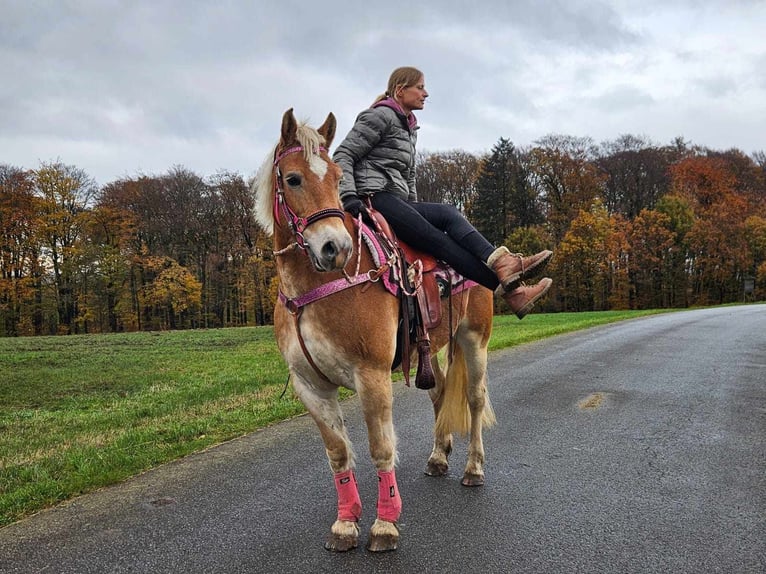 Haflinger Merrie 10 Jaar 150 cm Vos in Linkenbach