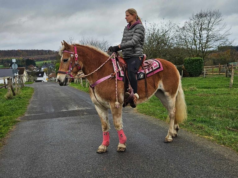 Haflinger Merrie 10 Jaar 150 cm Vos in Linkenbach