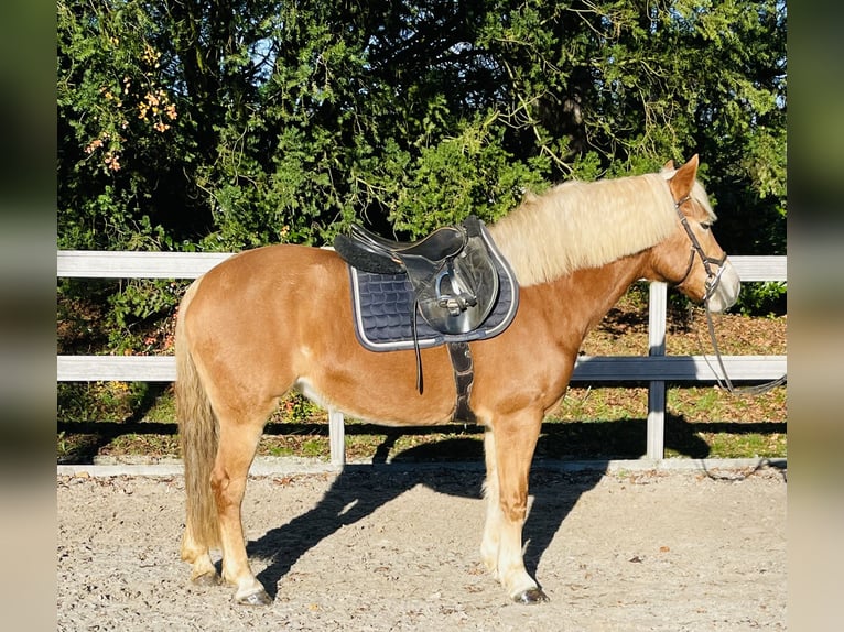 Haflinger Merrie 10 Jaar 151 cm Falbe in Borod