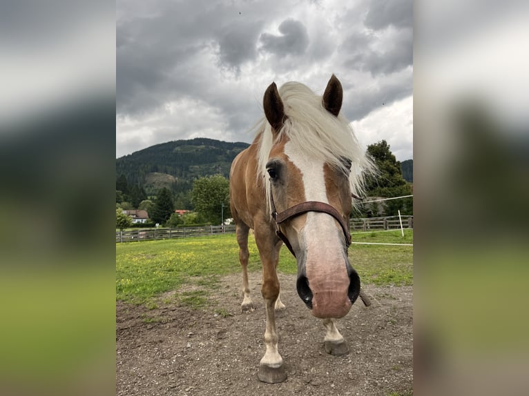 Haflinger Merrie 10 Jaar 151 cm in Schöder