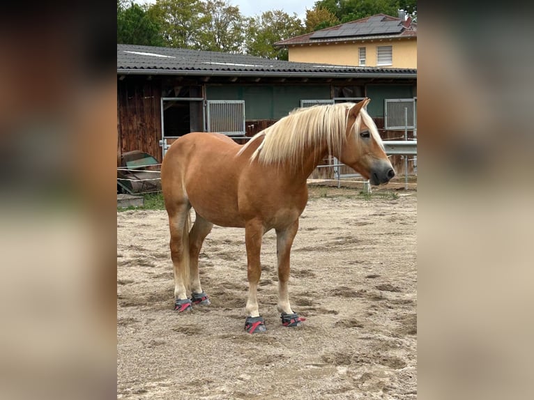 Haflinger Merrie 10 Jaar 152 cm Vos in Bad Schönborn