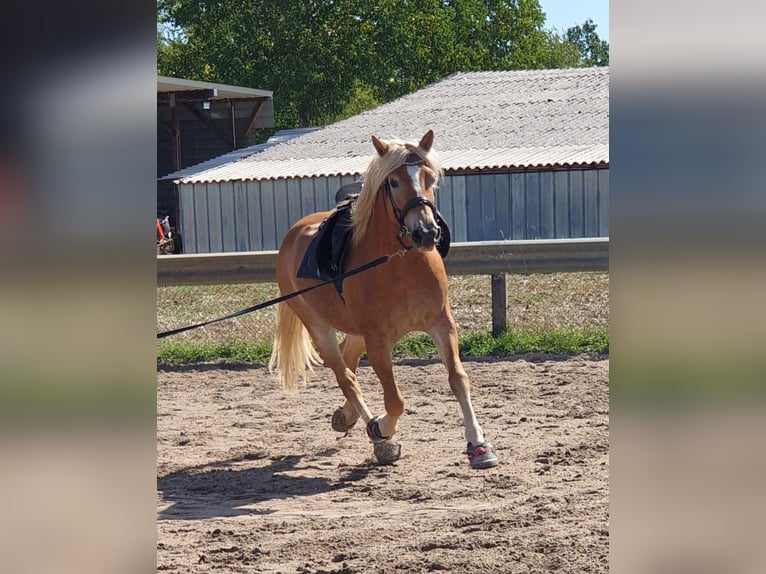 Haflinger Merrie 10 Jaar 152 cm Vos in Bad Schönborn
