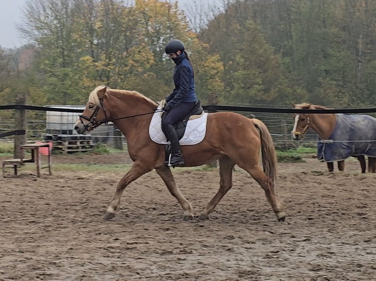 Haflinger Merrie 10 Jaar 152 cm Vos in Mülheim an der Ruhr