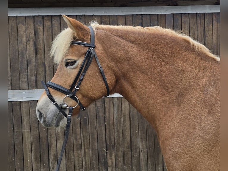 Haflinger Merrie 10 Jaar 152 cm Vos in Mülheim an der Ruhr