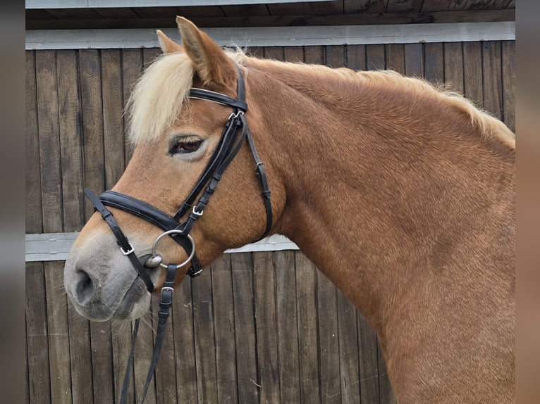 Haflinger Merrie 10 Jaar 152 cm Vos in Mülheim an der Ruhr