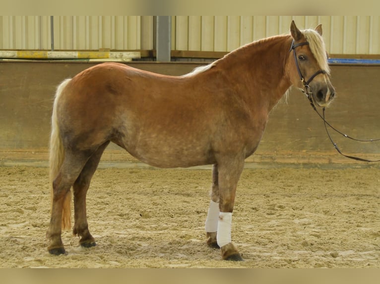 Haflinger Merrie 10 Jaar 155 cm Vos in Geilenkirchen
