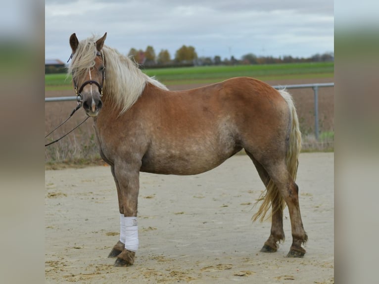 Haflinger Merrie 10 Jaar 155 cm Vos in Geilenkirchen
