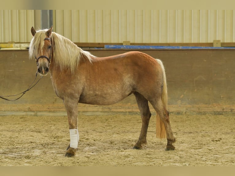 Haflinger Merrie 10 Jaar 155 cm Vos in Geilenkirchen