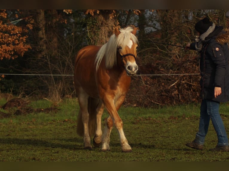 Haflinger Merrie 10 Jaar 156 cm Vos in Dorsten