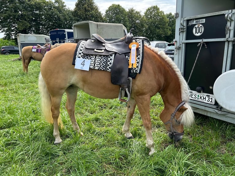 Haflinger Merrie 10 Jaar 156 cm Vos in Dorsten