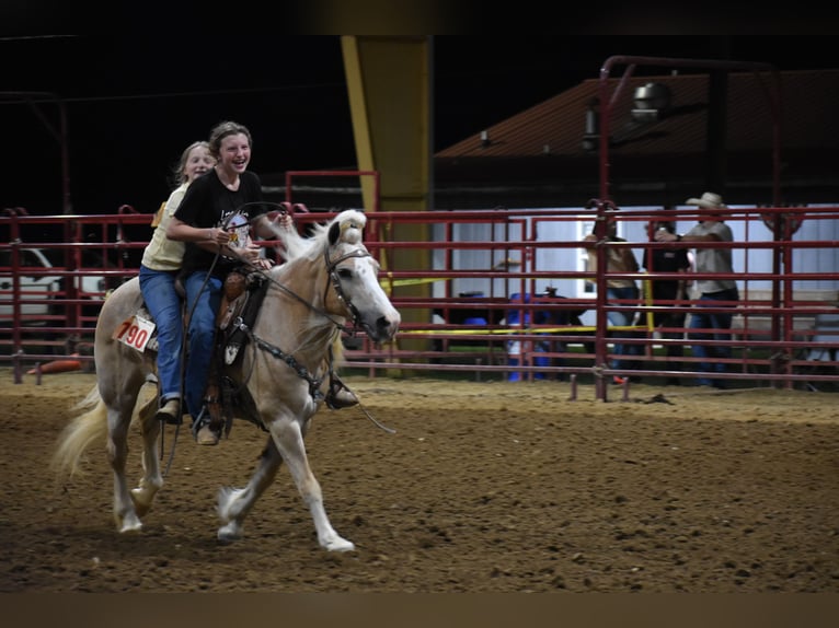 Haflinger Merrie 11 Jaar 140 cm in Cleveland, TN