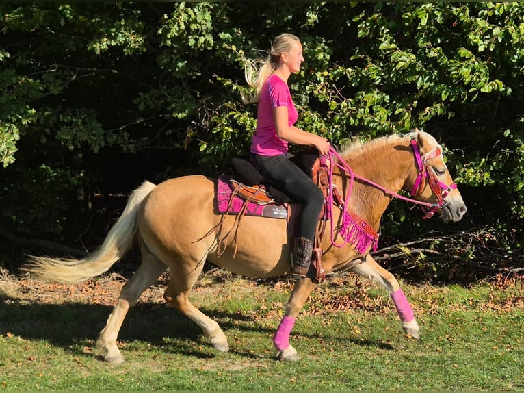 Haflinger Merrie 11 Jaar 142 cm Vos in Linkenbach