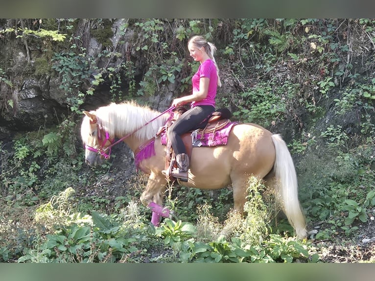 Haflinger Merrie 11 Jaar 142 cm Vos in Linkenbach