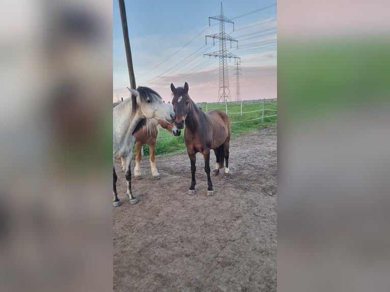 Haflinger Mix Merrie 11 Jaar 145 cm Falbe in R&#xFC;lzheim