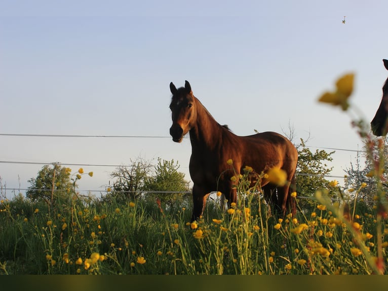 Haflinger Mix Merrie 11 Jaar 145 cm Falbe in R&#xFC;lzheim