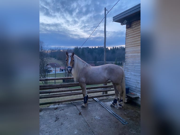 Haflinger Merrie 11 Jaar 145 cm in Novo mesto