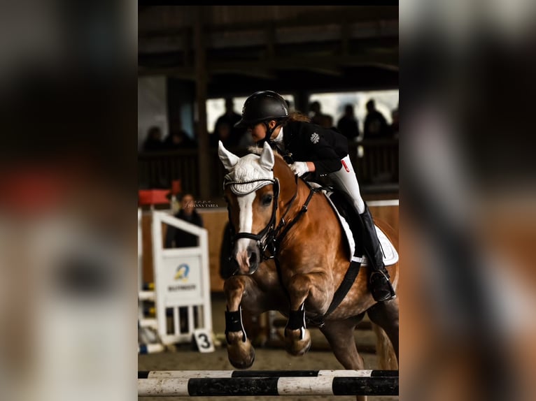 Haflinger Mix Merrie 11 Jaar 146 cm Palomino in Friedrichsgabekoog