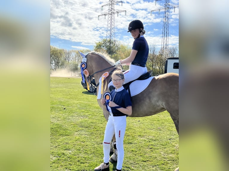 Haflinger Mix Merrie 11 Jaar 146 cm Palomino in Friedrichsgabekoog