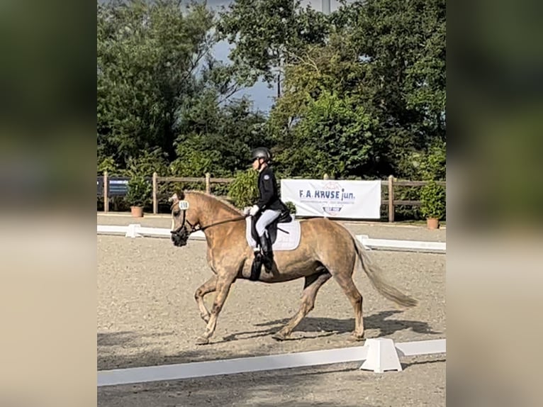 Haflinger Mix Merrie 11 Jaar 146 cm Palomino in Friedrichsgabekoog