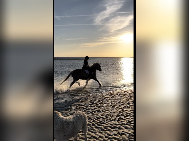 Haflinger Mix Merrie 11 Jaar 146 cm Palomino in Friedrichsgabekoog