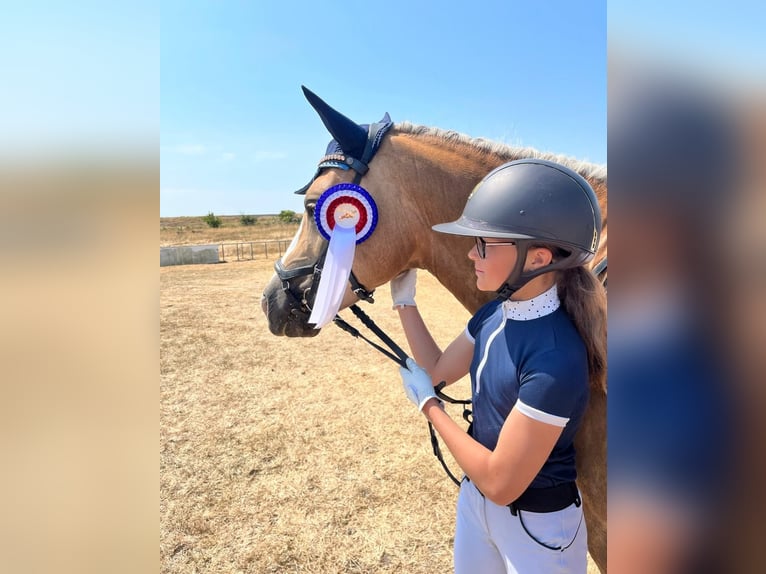 Haflinger Mix Merrie 11 Jaar 146 cm Palomino in Friedrichsgabekoog