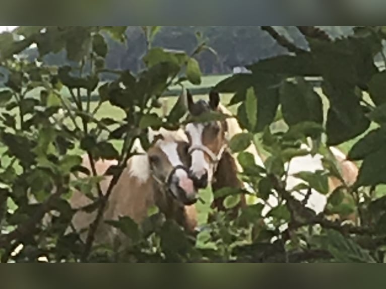 Haflinger Mix Merrie 11 Jaar 146 cm Palomino in Friedrichsgabekoog