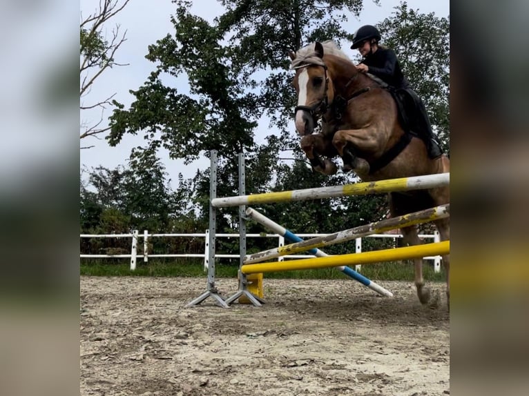 Haflinger Mix Merrie 11 Jaar 146 cm Palomino in Friedrichsgabekoog