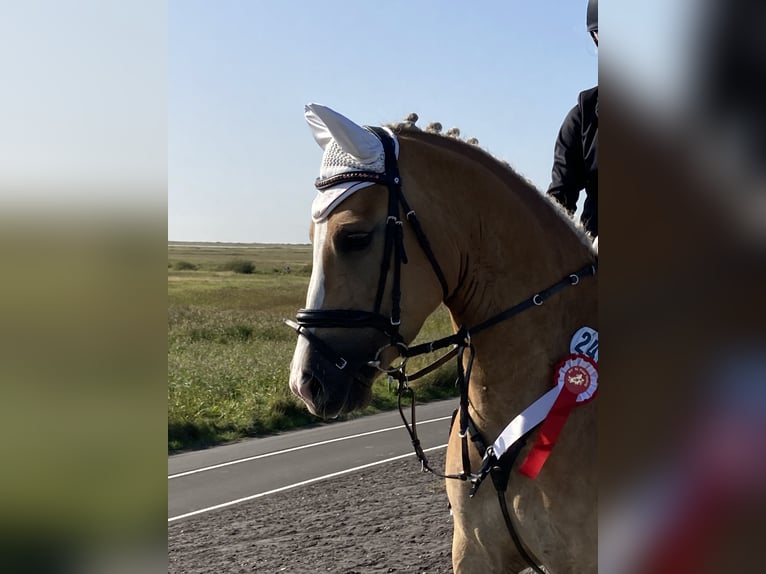 Haflinger Mix Merrie 11 Jaar 146 cm Palomino in Friedrichsgabekoog