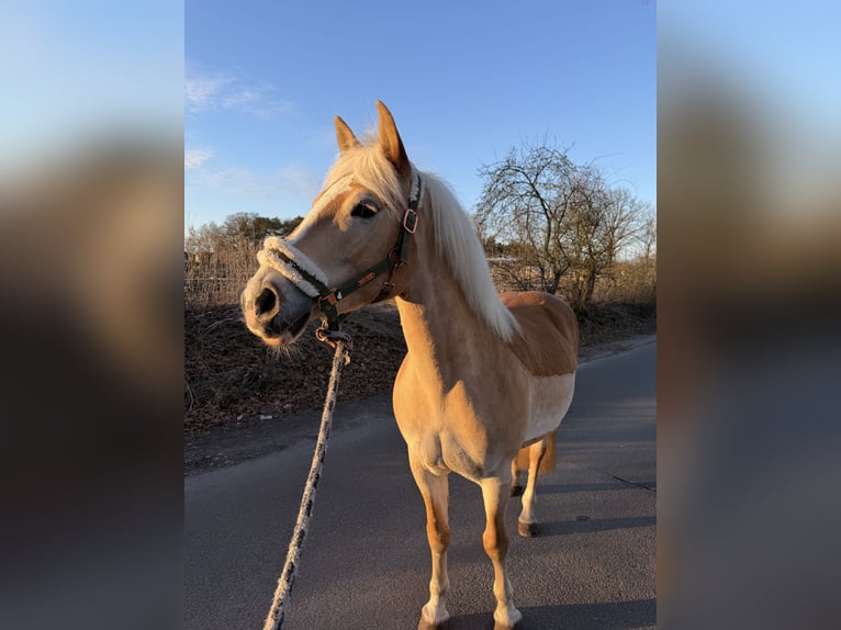 Haflinger Merrie 11 Jaar 146 cm  in Klein Nordende