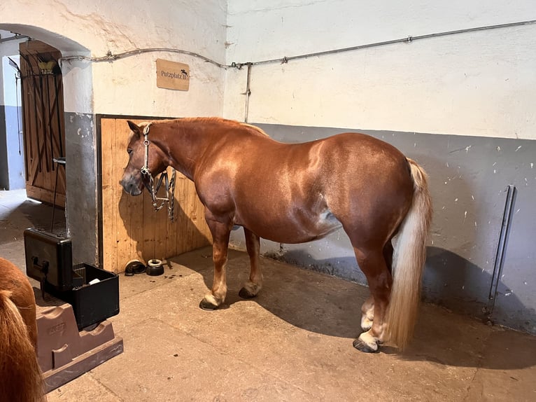Haflinger Mix Merrie 11 Jaar 147 cm Vos in Stroheim