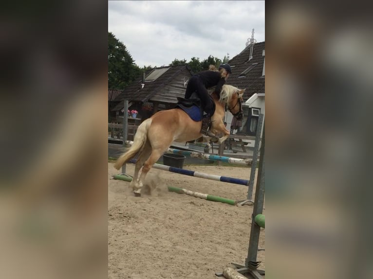 Haflinger Merrie 11 Jaar 148 cm in Doezum