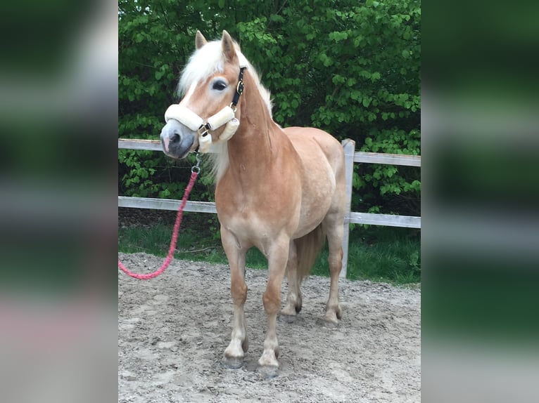 Haflinger Merrie 11 Jaar 148 cm in Doezum