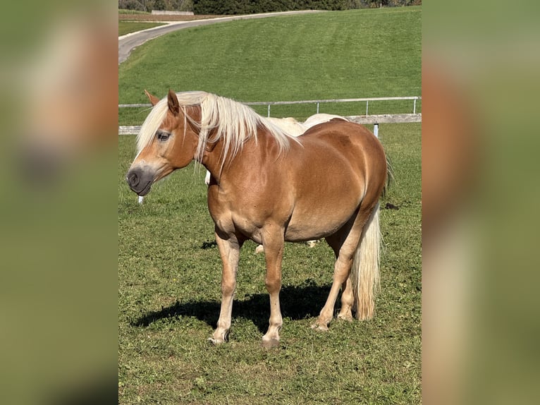 Haflinger Merrie 11 Jaar 148 cm Vos in Blumberg