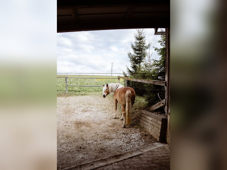 Haflinger Merrie 11 Jaar 148 cm Vos in Blumberg