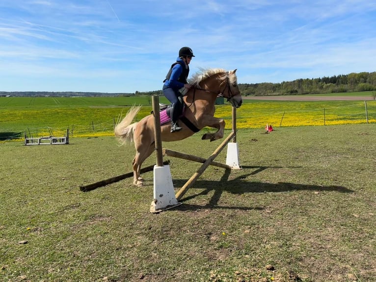 Haflinger Merrie 11 Jaar 148 cm Vos in Colmberg