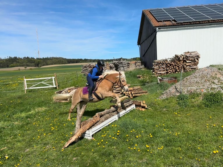 Haflinger Merrie 11 Jaar 148 cm Vos in Colmberg
