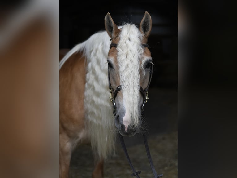 Haflinger Merrie 11 Jaar 150 cm Lichtbruin in Geilenkirchen