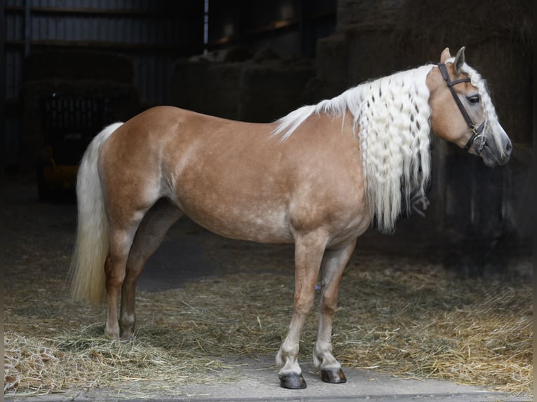 Haflinger Merrie 11 Jaar 150 cm Lichtbruin in Geilenkirchen