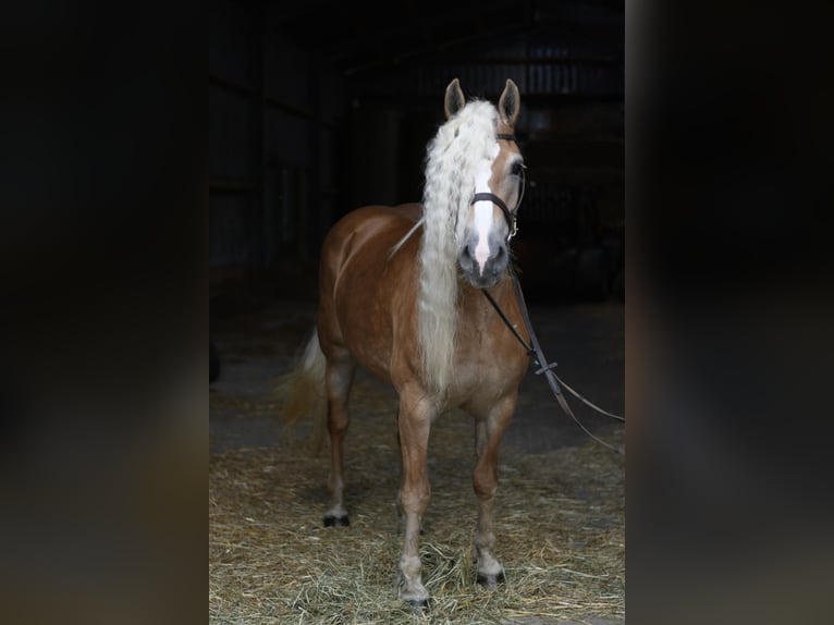 Haflinger Merrie 11 Jaar 150 cm Lichtbruin in Geilenkirchen