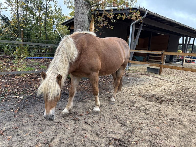 Haflinger Mix Merrie 11 Jaar 150 cm in Verl