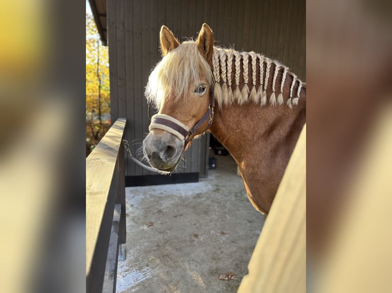 Haflinger Mix Merrie 11 Jaar 150 cm in Verl