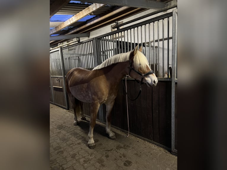 Haflinger Merrie 11 Jaar 150 cm Vos in Wasb&#xFC;ttel